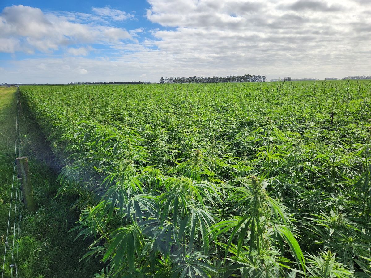 Hemp field