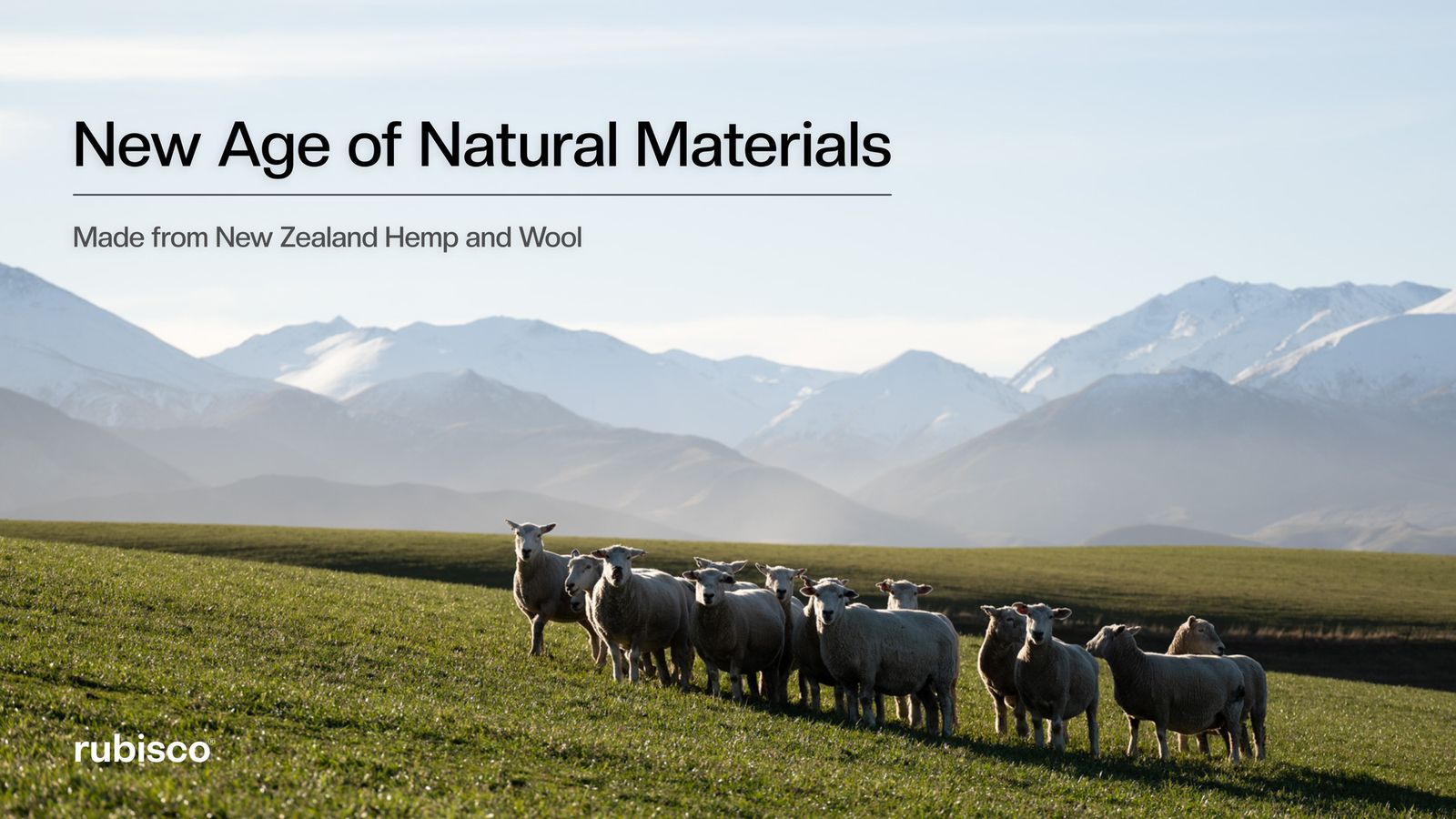 Sheep grazing in front of the Southern Alps